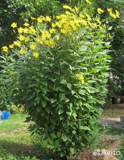 Топинамбур, Хрен, Лук