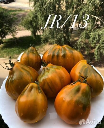 Семена сортовых томатов