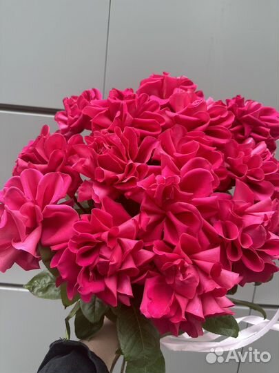 Французская вывернутая Роза, Хит продаж