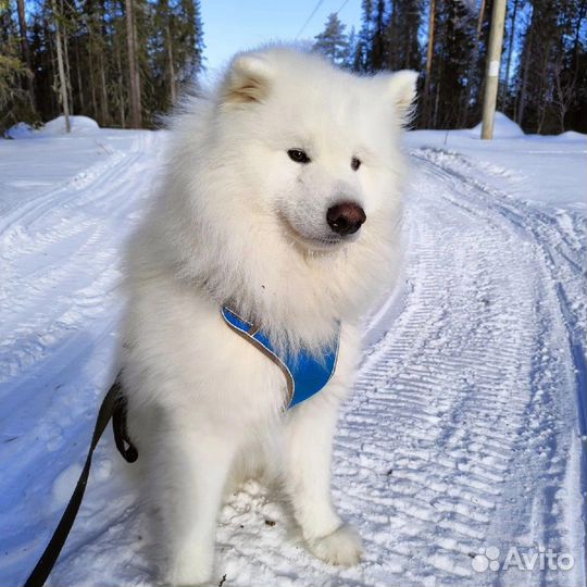 Гетры удлинённые вязаные