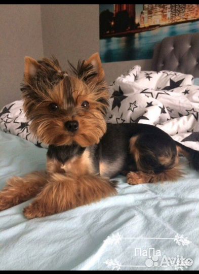 Йоркширский терьер