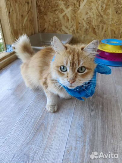 Почти курильский бобтейл из приюта ищет семью