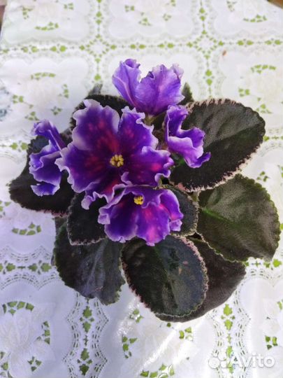 Фиалка детки