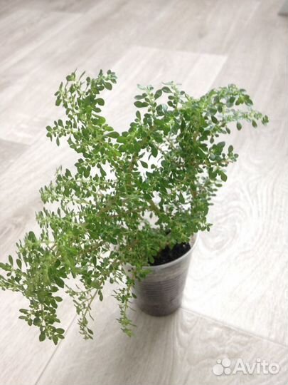 Комнатные растения