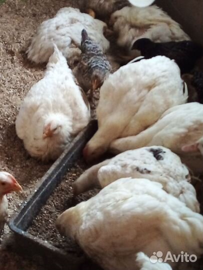 Мясо домашней мясной курочки