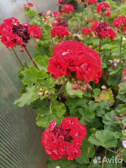 Герань пеларгония плющелистная ампельная