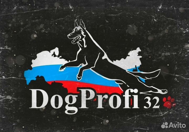 Дрессировка собак кинолог