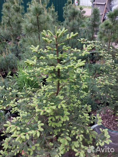 Пихта Бальзамическая