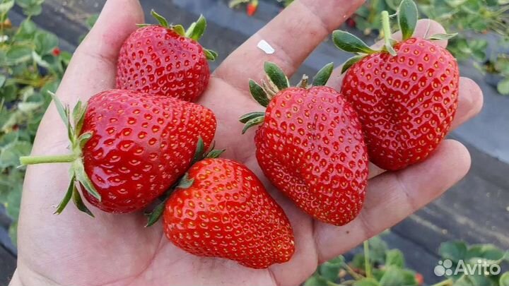 Рассада ремонтантнойклубники