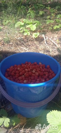 Свежая лесная земляника, черника