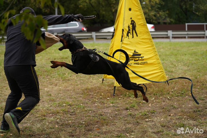 Доберман вязка