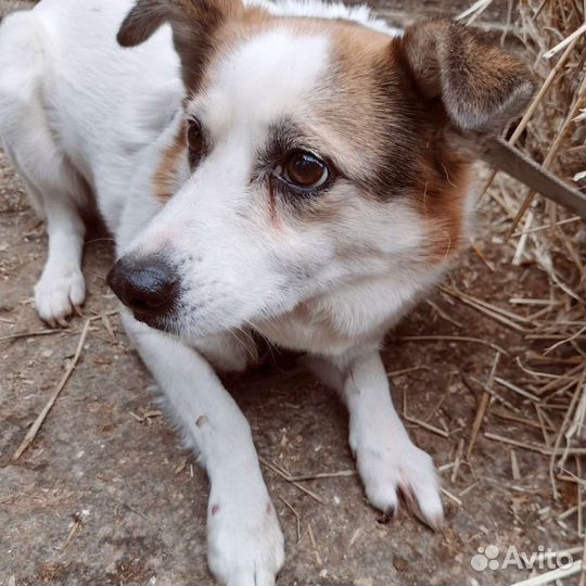 Собака бояка