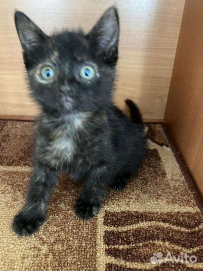 Котёнок - Черепашка