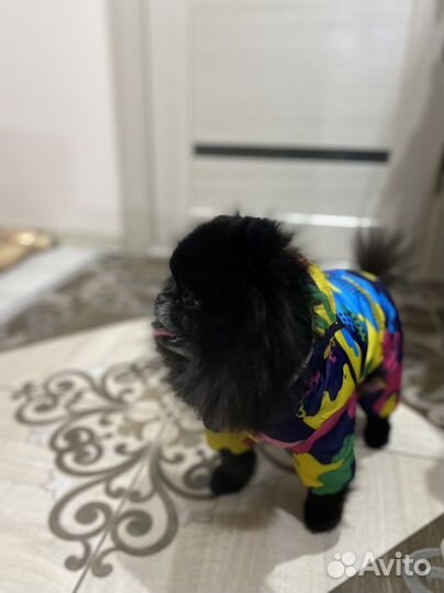 Комбинезон для собак