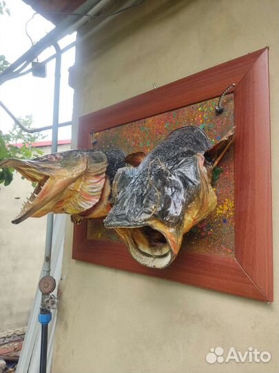 Чучело щуки и сома