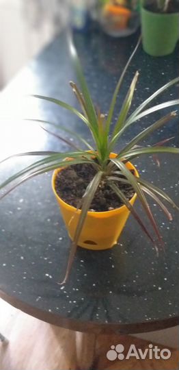 Папоротник Многорядник Драцена окаймленная