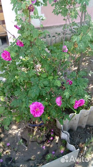 Зимоустойчивая сибирская роза