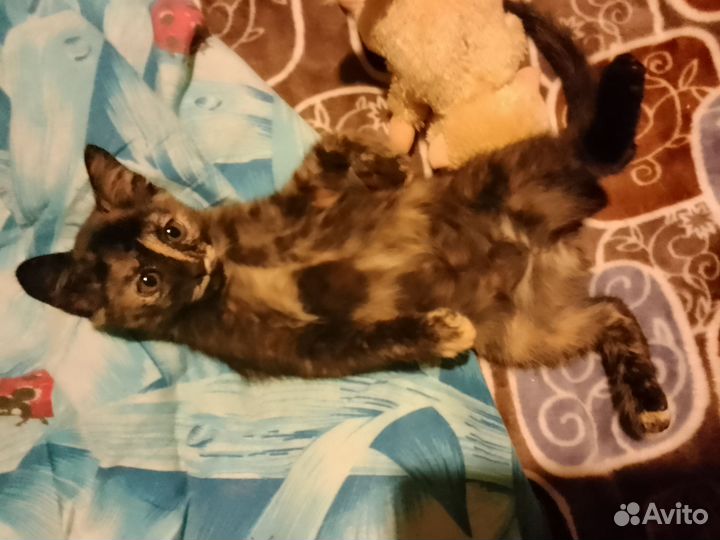 Котенок девочка