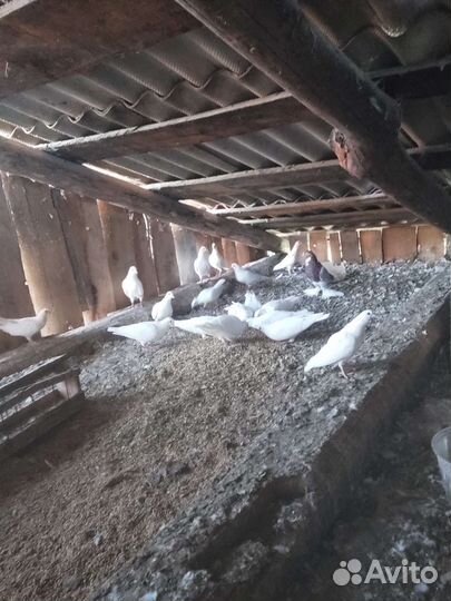 Голуби почтовые