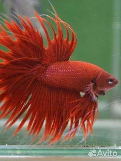 Рыба петушок