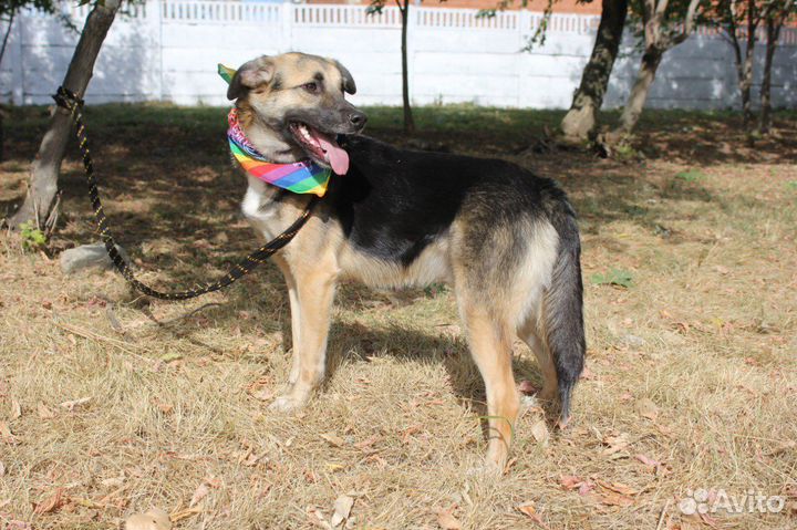 Отдам бесплатно бывшедомашнюю собаку