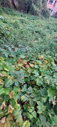 Участок 6 сот. (ИЖС)