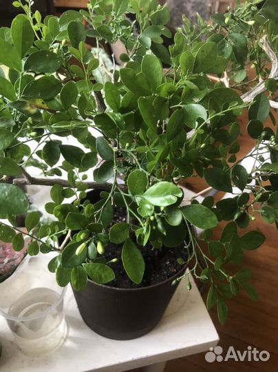 Мурайя Экзотика