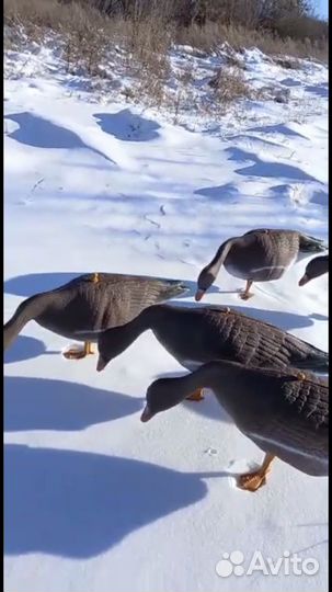 Чучела гусей для охоты