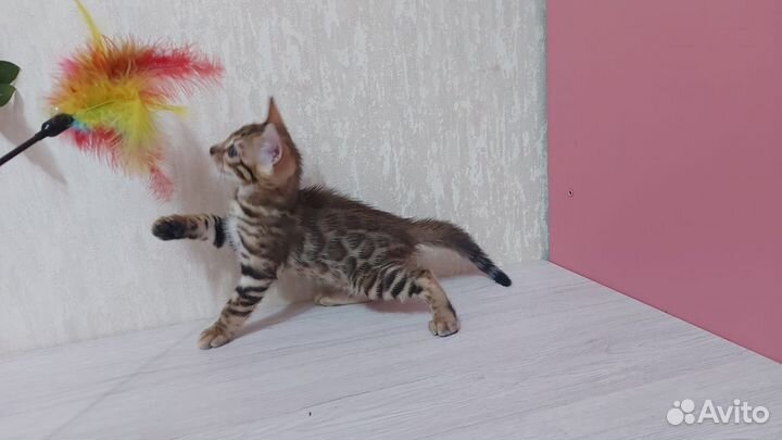 Бенгальский кот вязка