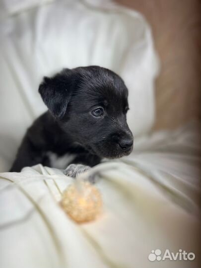 Щенки лабрадора