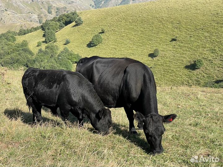 Крс Абердин Ангус