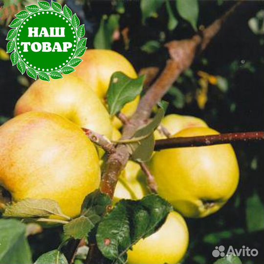 Саженцы яблоня карликовое Чудное