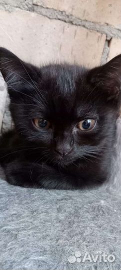 Котенок мальчик