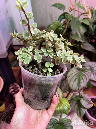 Портулакария афра вариегатная