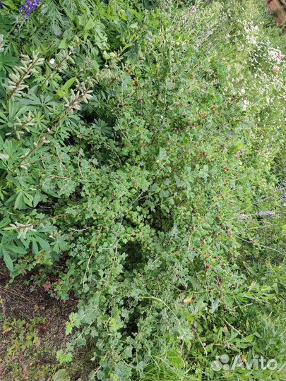 Крыжовник куст