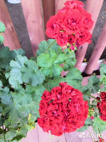 Пеларгония герань сортовая