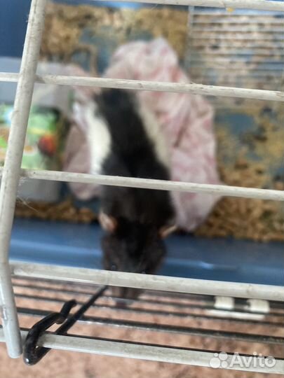 Крыса с клеткой