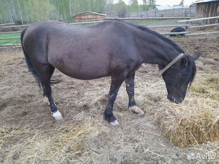 Лошадь с жеребенком