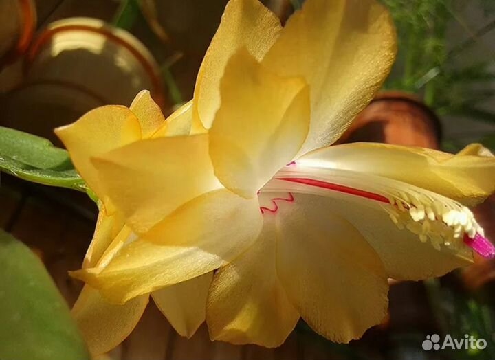 Сортовой декабрист Sol Brazil