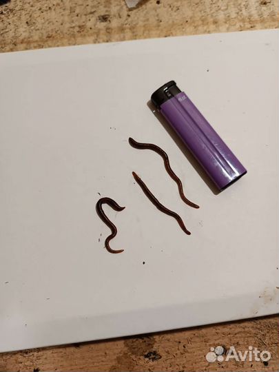 Червь, наживка, груза