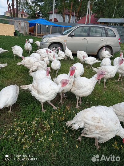 Индюшата Цыплята Гусята Утята