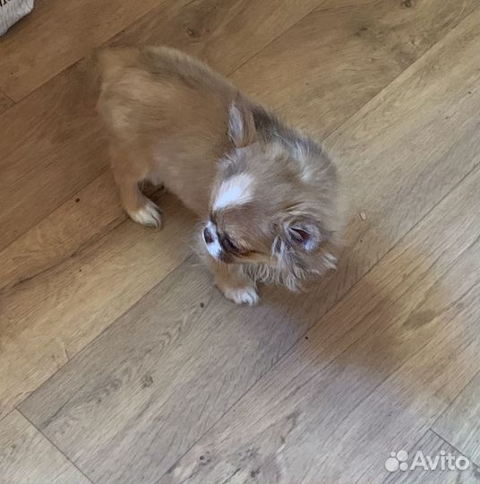 Кукольная девочка