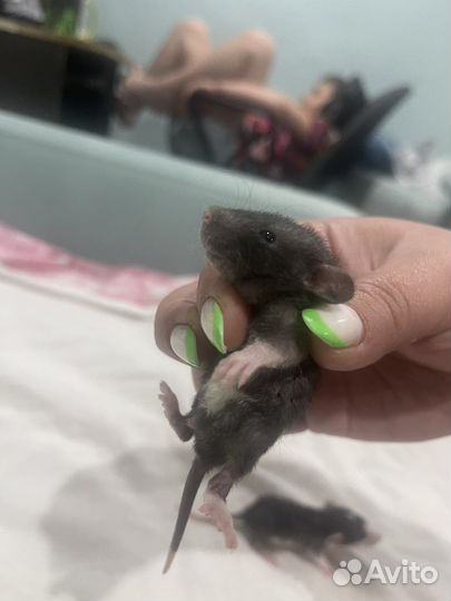 Крыса дамбо