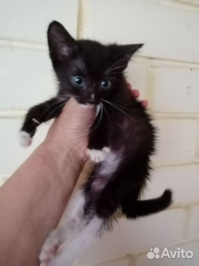 Котятки