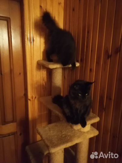 Котята мейн-кун