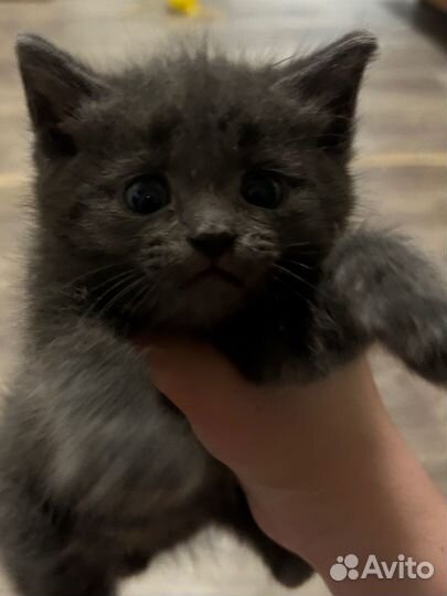 Котята в добрые руки даром мальчики и девочки