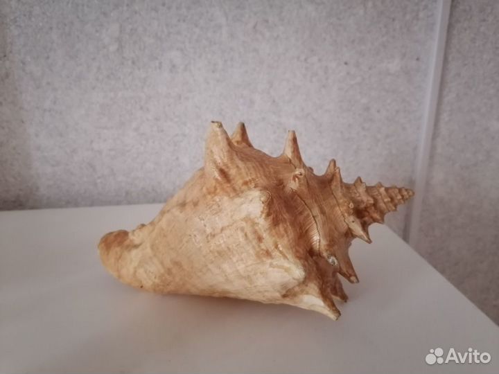 Ракушка морская большая