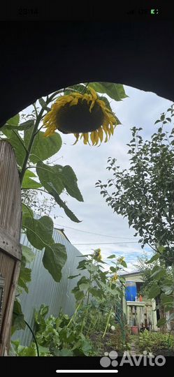 Семена подсолничника высота 2,5 метра