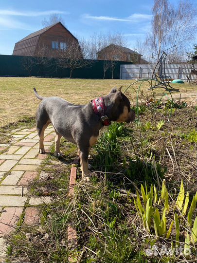 Американский булли классик вязка