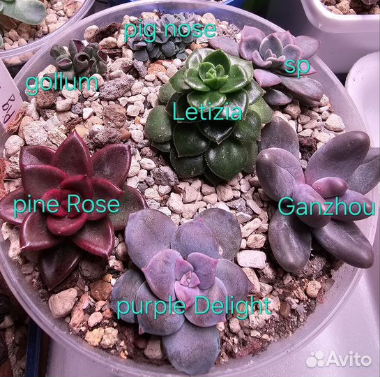 Суккуленты набор